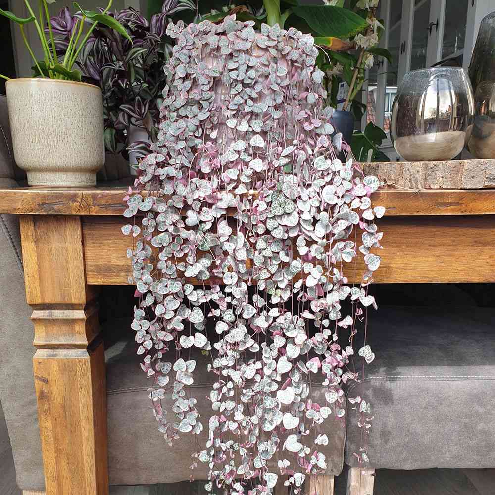 Верига от сърца трицветна (Ceropegia Woodii Variegata), Верига от сърца (Ceropegia Woodii), листа във форма на сърце, розово-зелено-сребристи, висящо растение