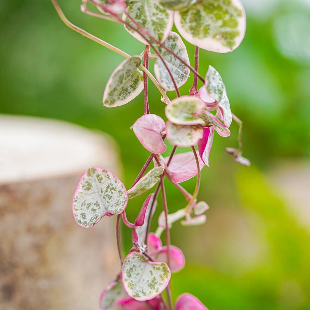 Верига от сърца трицветна (Ceropegia Woodii Variegata), Верига от сърца (Ceropegia Woodii), листа във форма на сърце, розово-зелено-сребристи, висящо растение