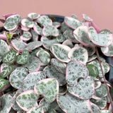 Верига от сърца трицветна (Ceropegia Woodii Variegata), Верига от сърца (Ceropegia Woodii), листа във форма на сърце, розово-зелено-сребристи, висящо растение