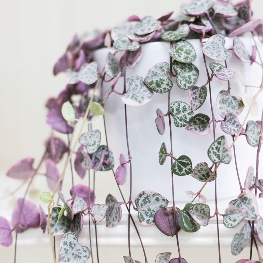Верига на сърцата Variegata (Ceropegia woodii) – триколорни листа в розово, зелено и сребристо, 70 см