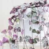 Верига на сърцата Variegata (Ceropegia woodii) – триколорни листа в розово, зелено и сребристо, 70 см