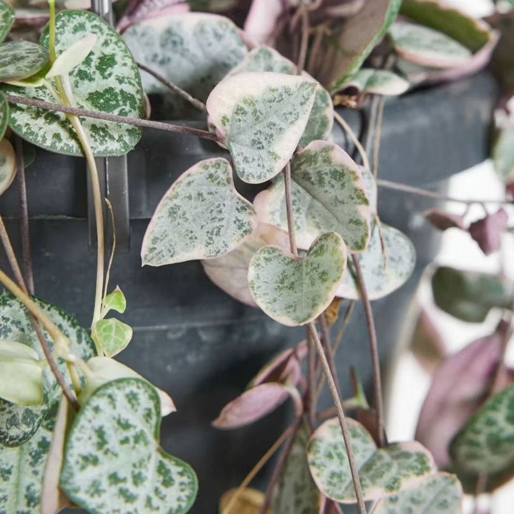 Lantul Inimilor Tricolor (Ceropegia Woodii) Variegata, Lantul Inimilor (Ceropegia Woodii), frunze in forma de inima, roz-verde-argintii, suport de agatat