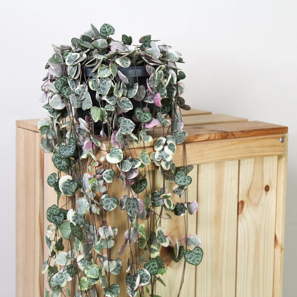 Верига от сърца трицветна (Ceropegia Woodii Variegata), Верига от сърца (Ceropegia Woodii), листа във форма на сърце, розово-зелено-сребристи, висящо растение