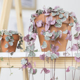 Верига на сърцата Variegata (Ceropegia woodii) – триколорни листа в розово, зелено и сребристо, 70 см