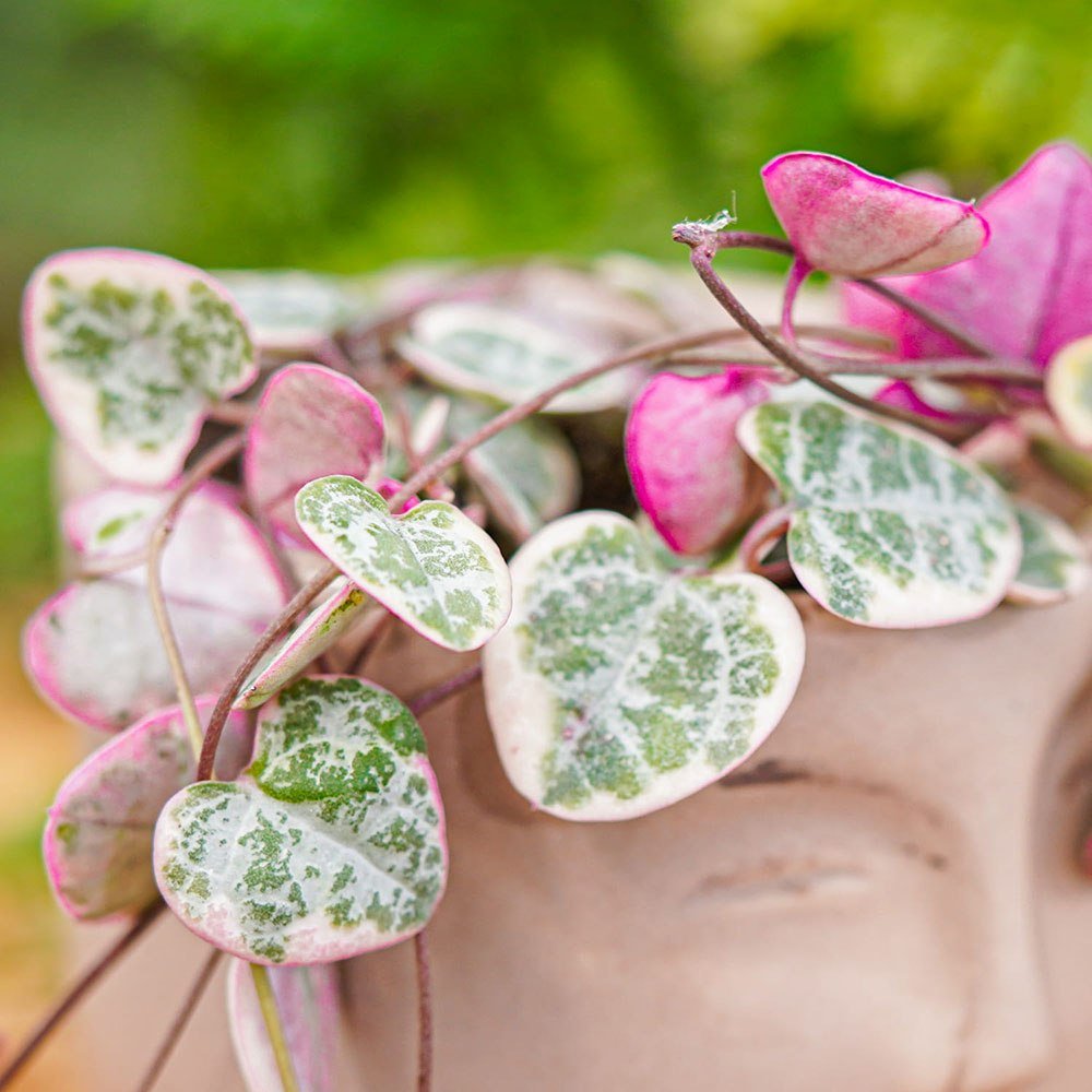 Верига от сърца трицветна (Ceropegia Woodii Variegata), Верига от сърца (Ceropegia Woodii), листа във форма на сърце, розово-зелено-сребристи, висящо растение