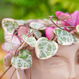 Верига от сърца трицветна (Ceropegia Woodii Variegata), Верига от сърца (Ceropegia Woodii), листа във форма на сърце, розово-зелено-сребристи, висящо растение