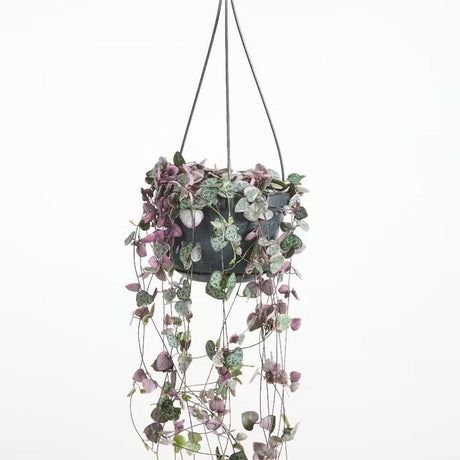 Трицветна верига от сърца (Ceropegia Woodii) Variegata, Верига от сърца (Ceropegia Woodii), сърцевидни листа, розово-зелено-сребристо, висяща опора