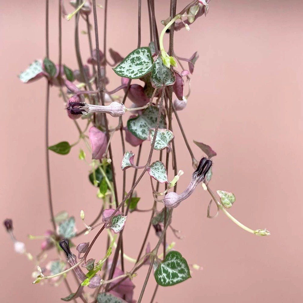 Верига от сърца трицветна (Ceropegia Woodii Variegata), Верига от сърца (Ceropegia Woodii), листа във форма на сърце, розово-зелено-сребристи, висящо растение