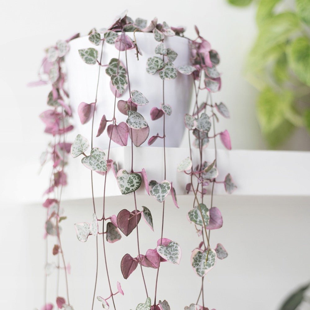 Верига от сърца трицветна (Ceropegia Woodii Variegata), Верига от сърца (Ceropegia Woodii), листа във форма на сърце, розово-зелено-сребристи, висящо растение