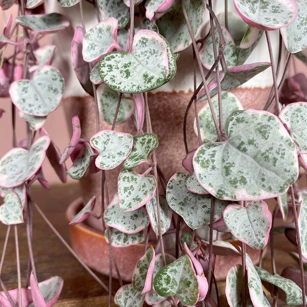 Верига от сърца трицветна (Ceropegia Woodii Variegata), Верига от сърца (Ceropegia Woodii), листа във форма на сърце, розово-зелено-сребристи, висящо растение