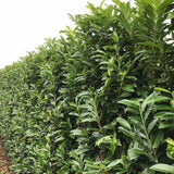Laur englezesc (Prunus laurocerasus) Genolia