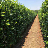 Laur englezesc (Prunus laurocerasus) Genolia