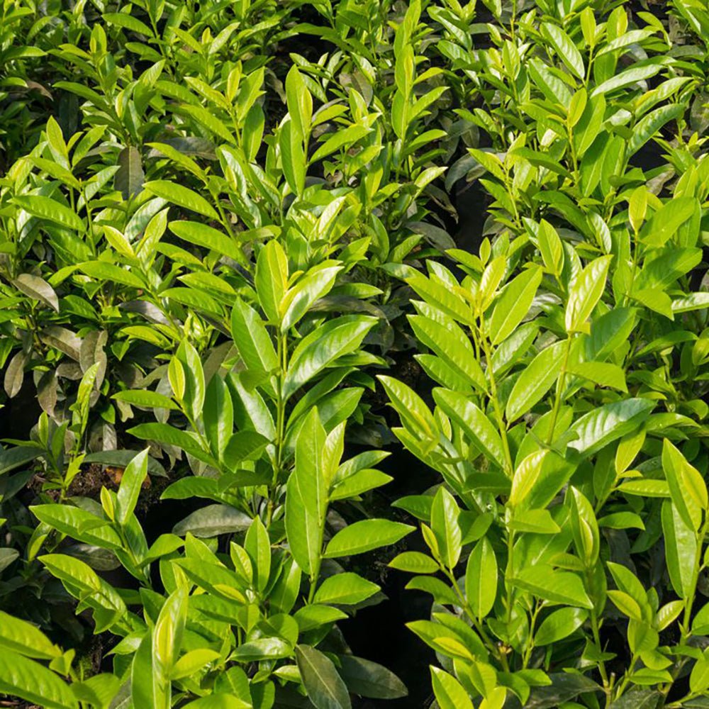 Laur englezesc (Prunus laurocerasus) Genolia