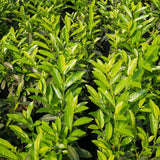 Laur englezesc (Prunus laurocerasus) Genolia