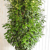 Laur englezesc (Prunus laurocerasus) Genolia