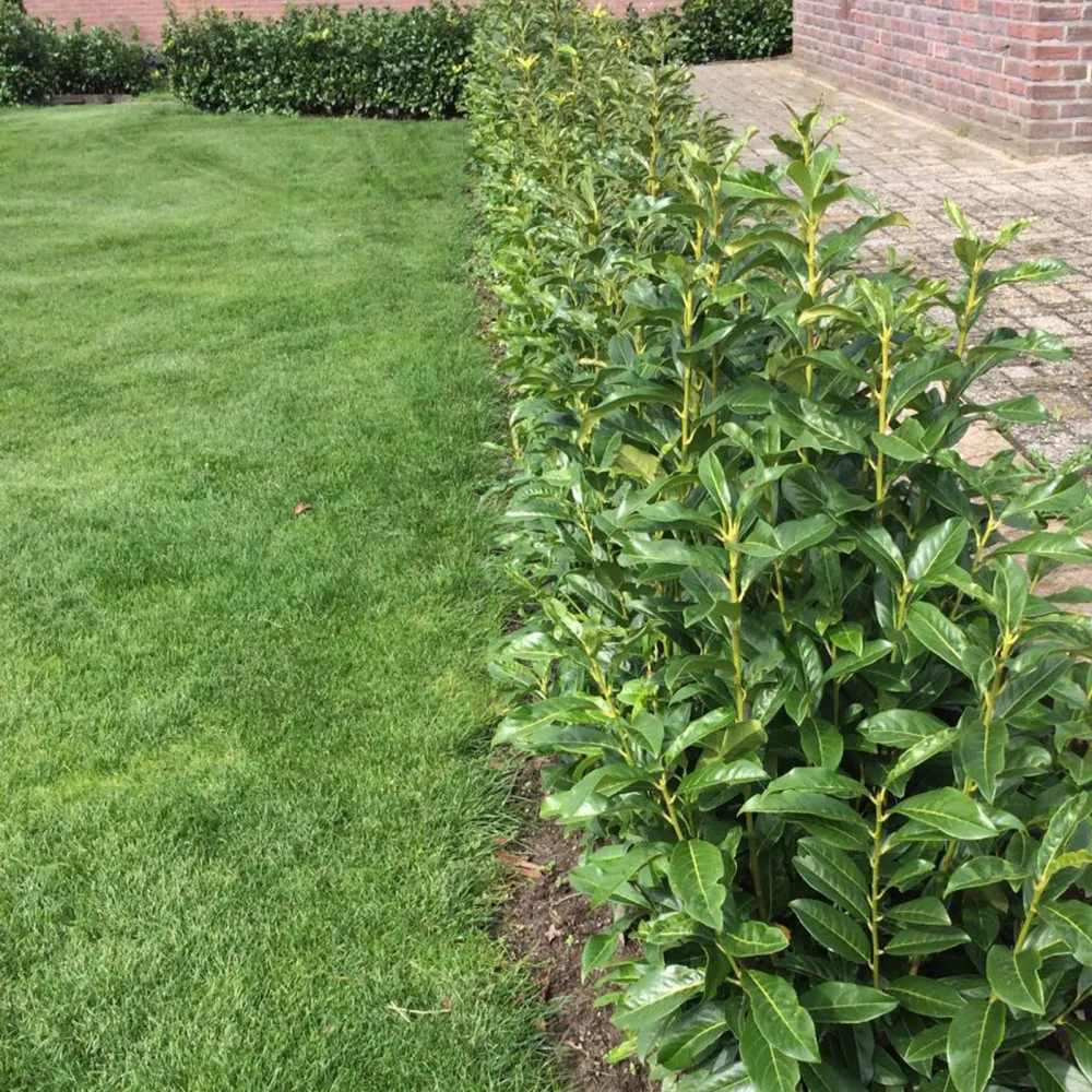 Laur englezesc (Prunus laurocerasus) Genolia