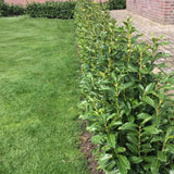 Laur englezesc (Prunus laurocerasus) Genolia