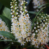 Laur Englezesc Vesnic Verde Caucasica (Laurocires), Gard Viu cu Flori parfumate