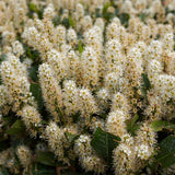 Laur Englezesc Vesnic Verde Caucasica (Laurocires), Gard Viu cu Flori parfumate