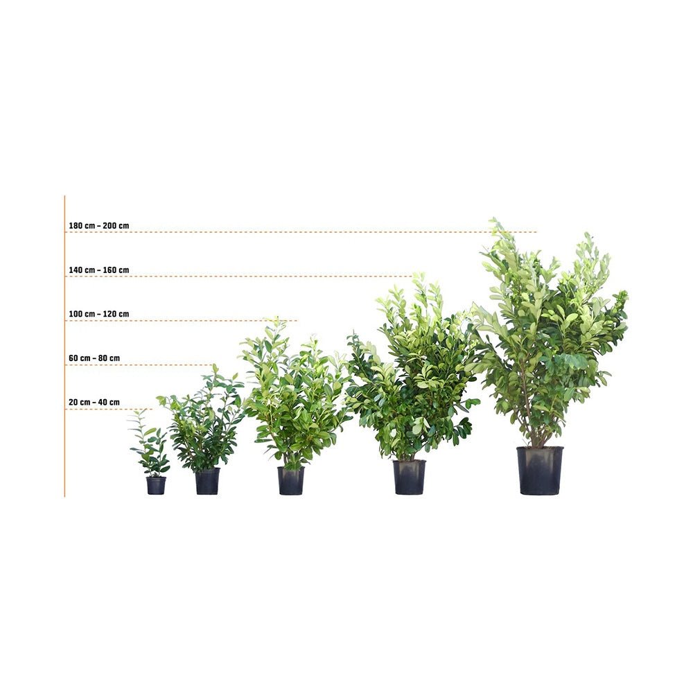 Laur Englezesc Vesnic Verde Green Torch (Laurocires), Gard Viu cu Flori