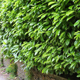 Laur Englezesc Vesnic Verde Novita (Laurocires), Gard Viu cu Flori