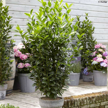 Laur Englezesc Vesnic Verde Obelisk (Laurocires), Gard Viu cu Flori