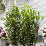 Laur Englezesc Vesnic Verde Obelisk (Laurocires), Gard Viu cu Flori