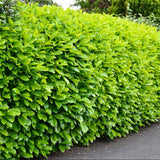 Вечнозелен английски Laurel Rotundifolia (Laurocires), цъфтящ жив плет