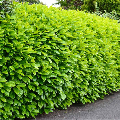 Вечнозелен английски Laurel Rotundifolia (Laurocires), цъфтящ жив плет