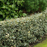 Laur Japonez Vesnic Verde Argentea Marginata, Gard Viu Rezistent La Inghet