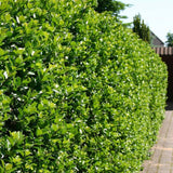 Laur Japonez Vesnic Verde Heckenblau (Ilex), Gard Viu Rezistent La Inghet