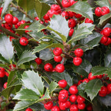 Laur Japonez Vesnic Verde Heckenfee (Ilex), Gard Viu Rezistent La Inghet