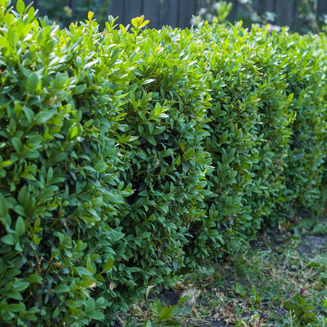 Laur Japonez Vesnic Verde Impala (Ilex), Gard Viu Rezistent La Inghet