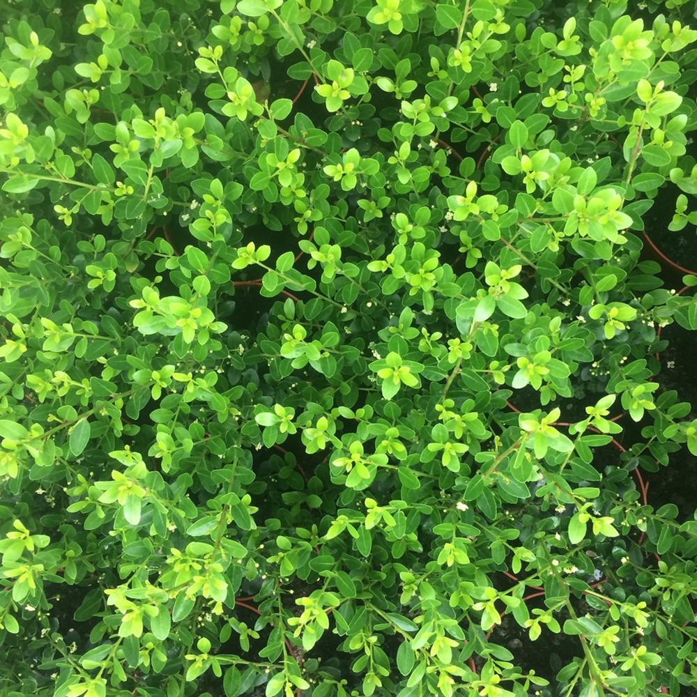 Laur Japonez Vesnic Verde Green Hedge (Ilex), Gard Viu Rezistent La Inghet