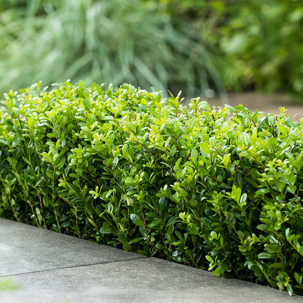 Laur Japonez Vesnic Verde Dark Green (Ilex), Gard Viu Rezistent la Inghet