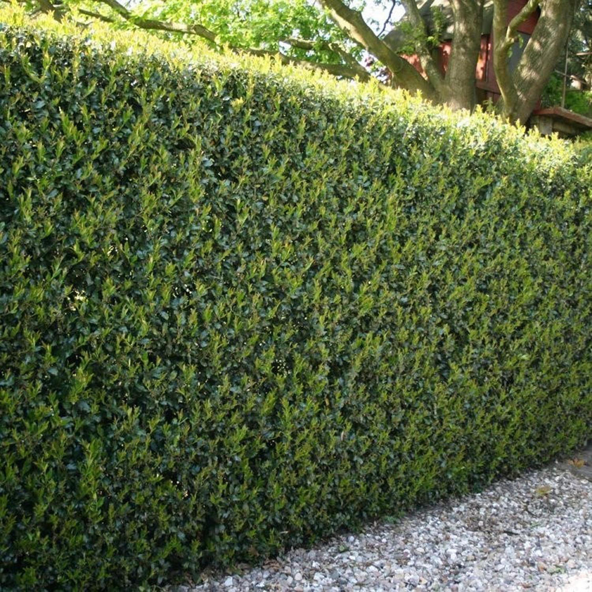 Laur Japonez Vesnic Verde Dark Green (Ilex), Gard Viu Rezistent la Inghet