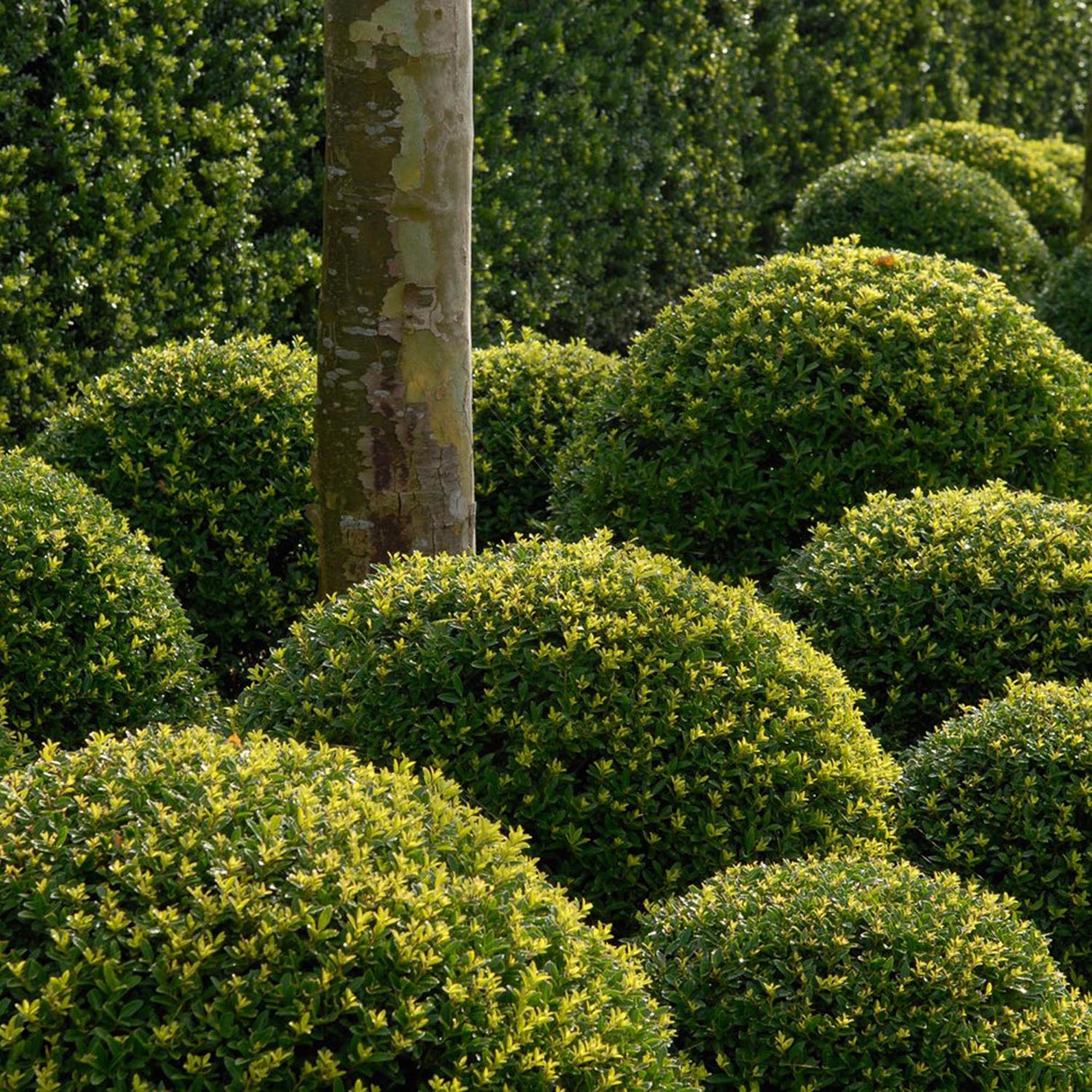 Laur Japonez Vesnic Verde Dark Green (Ilex), Gard Viu Rezistent la Inghet