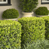 Laur Japonez Vesnic Verde Golden Gem (Ilex), Gard Viu Rezistent La Inghet