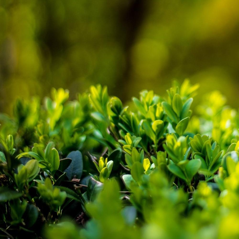 Laur Japonez Vesnic Verde Green Hedge (Ilex), Gard Viu Rezistent La Inghet