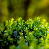 Laur Japonez Vesnic Verde Green Hedge (Ilex), Gard Viu Rezistent La Inghet