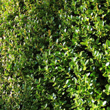 Laur Japonez Vesnic Verde Green Hedge (Ilex), Gard Viu Rezistent La Inghet