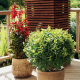Laur Japonez Vesnic Verde Impala (Ilex), Gard Viu Rezistent La Inghet