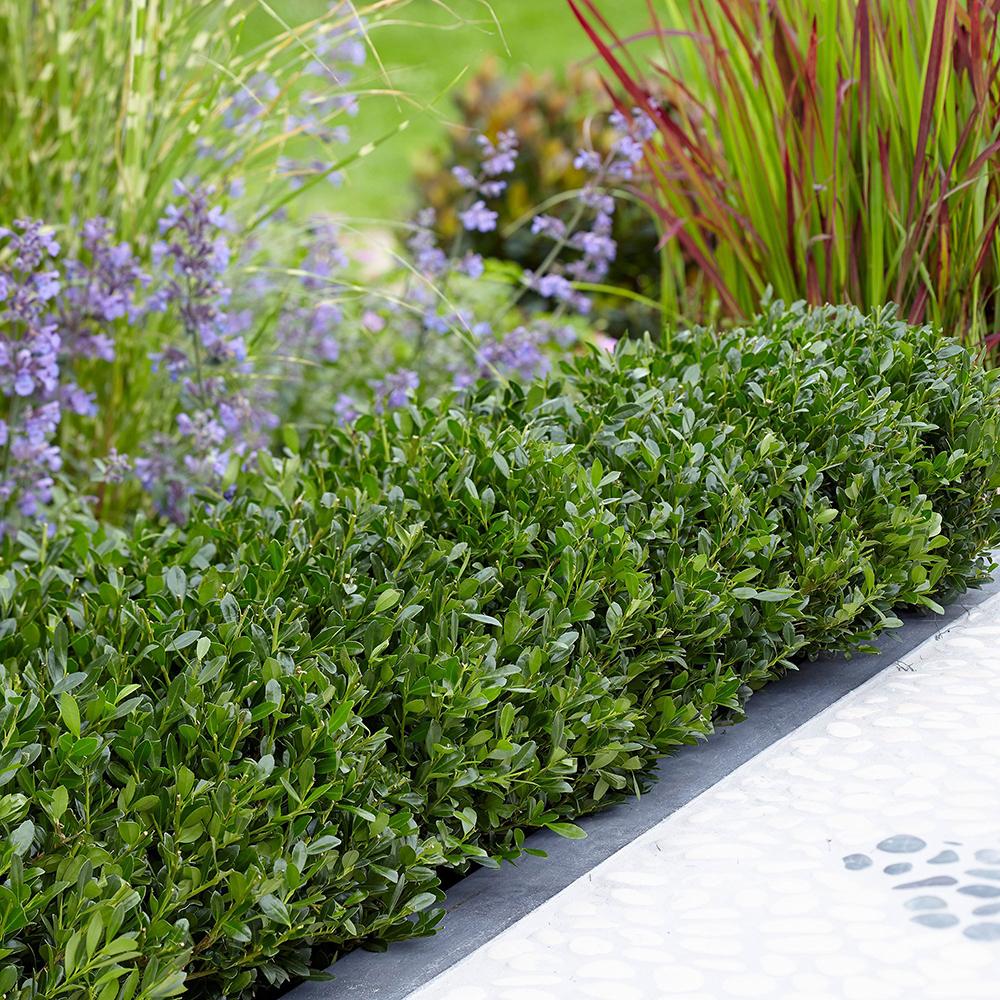 Laur Japonez Vesnic Verde Luxury Globe (Ilex), Gard Viu Rezistent La Inghet