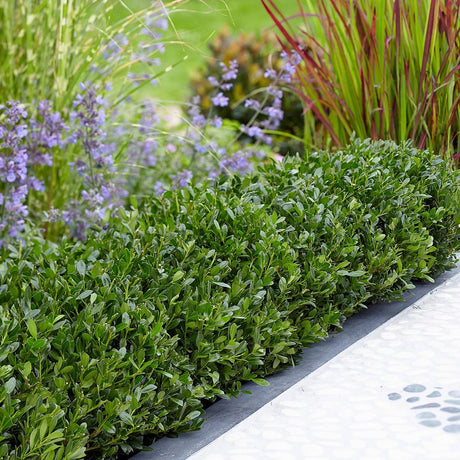 Laur Japonez Vesnic Verde Luxury Globe (Ilex), Gard Viu Rezistent La Inghet