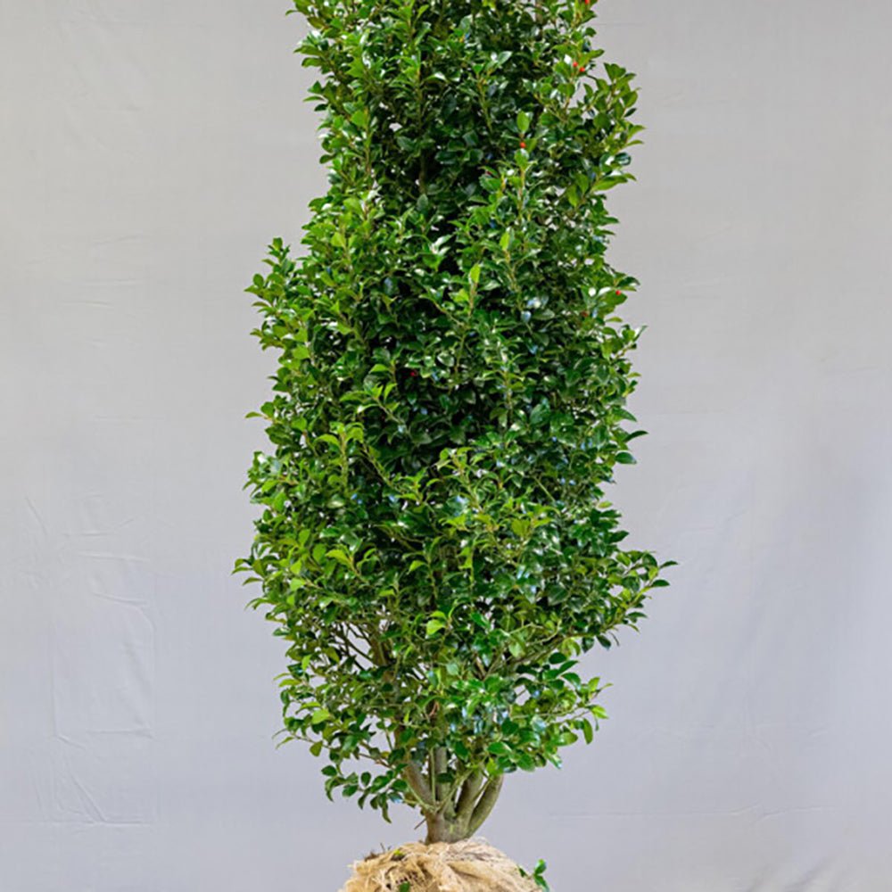 Laur Japonez Vesnic Verde Heckenfee (Ilex), Gard Viu Rezistent La Inghet