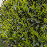 Laur Englezesc Vesnic Verde Caucasica (Laurocires), Gard Viu cu Flori parfumate