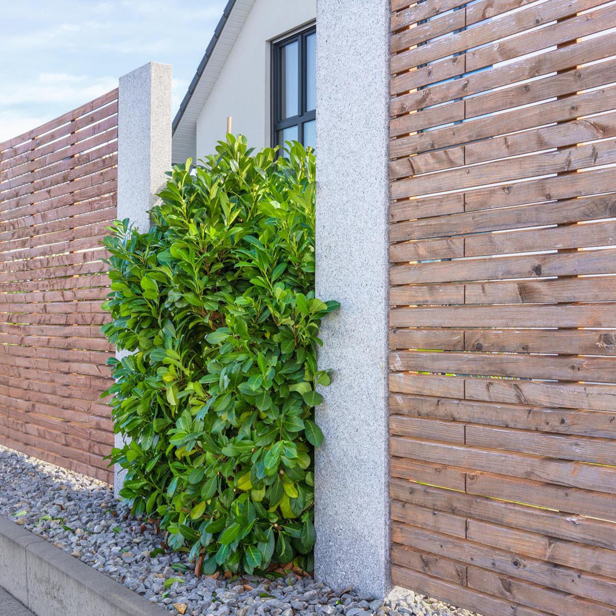 Laur Englezesc Vesnic Verde Caucasica (Laurocires), Gard Viu cu Flori parfumate