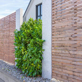 Laur Englezesc Vesnic Verde Caucasica (Laurocires), Gard Viu cu Flori parfumate