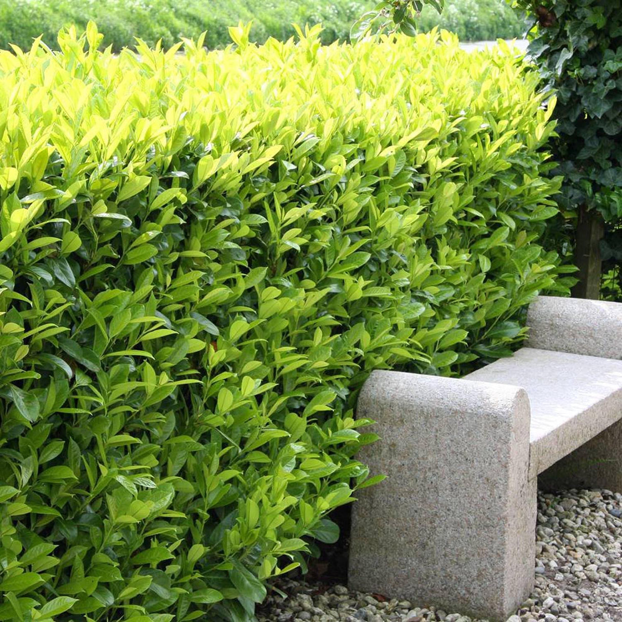 Laur Englezesc Vesnic Verde Caucasica (Laurocires), Gard Viu cu Flori parfumate