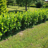 Laur Englezesc Vesnic Verde Novita (Laurocires), Gard Viu cu Flori